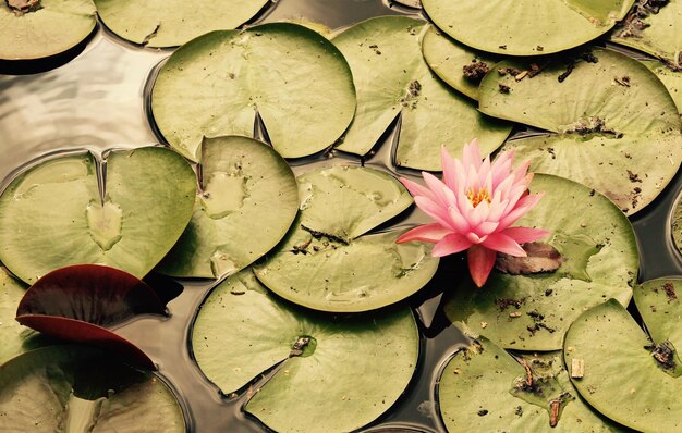 Photo close-up of lotus water lily in pond