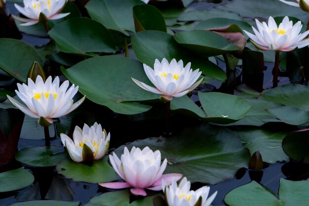 Close-up of lotus water lily in pond