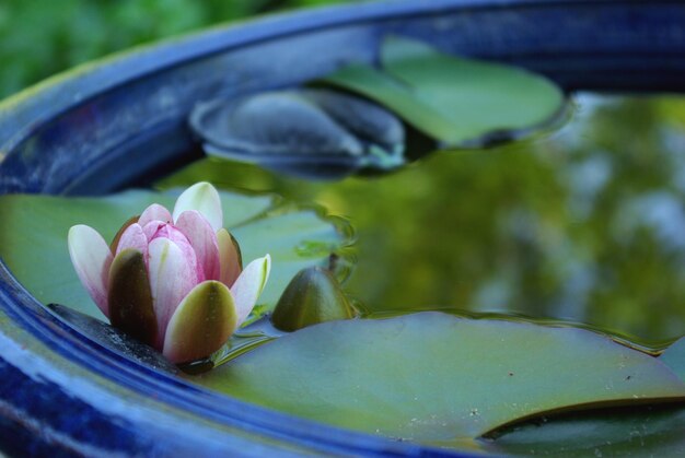 Photo close-up of lotus water lily in pond