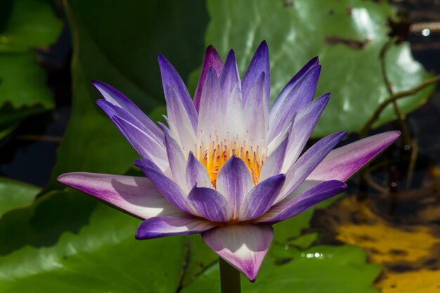 Close-up of lotus water lily in pond