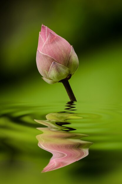 Photo close-up of lotus water lily in pond