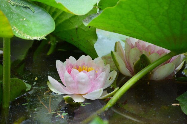 池の中の蓮の水<unk>のクローズアップ