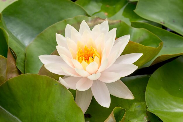 Close-up of lotus water lily in pond