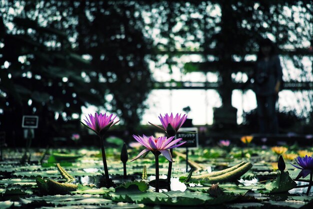 Photo close-up of lotus water lily in water