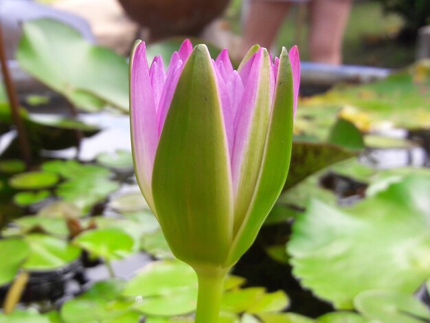 Close-up of lotus water lily