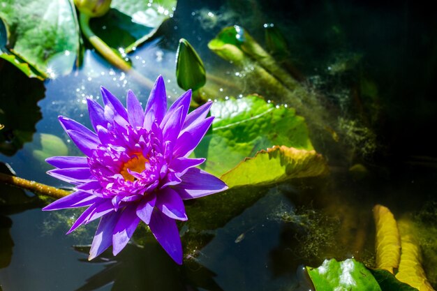 Close-up of lotus water lily