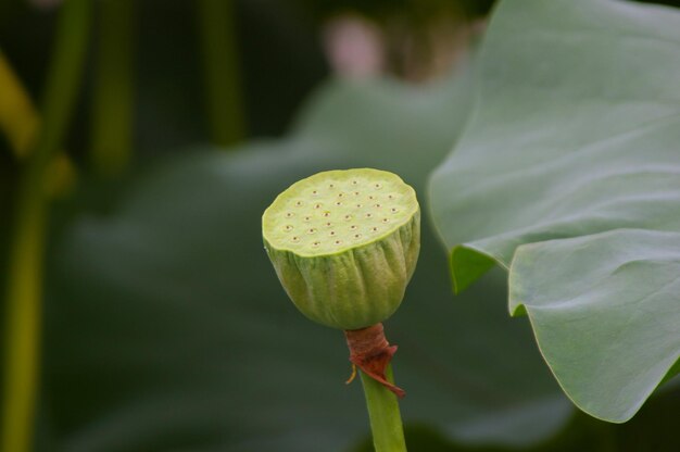 Close-up of lotus water lily