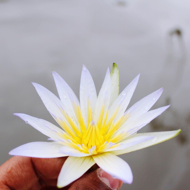 Close-up of lotus water lily