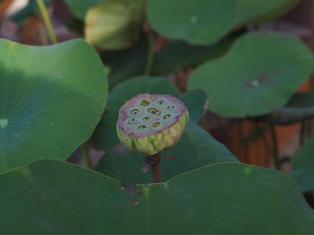 Close-up of lotus water lily