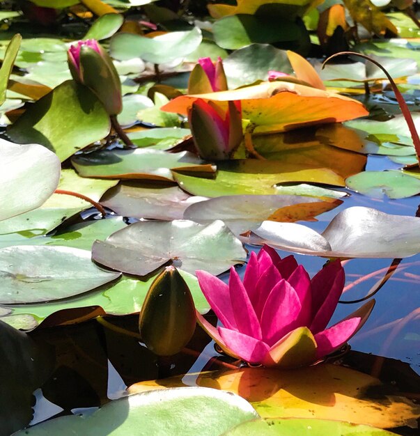 Close-up of lotus water lily