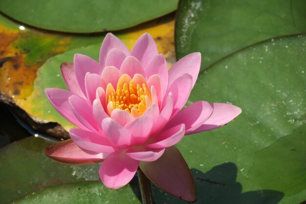 Close-up of lotus water lily