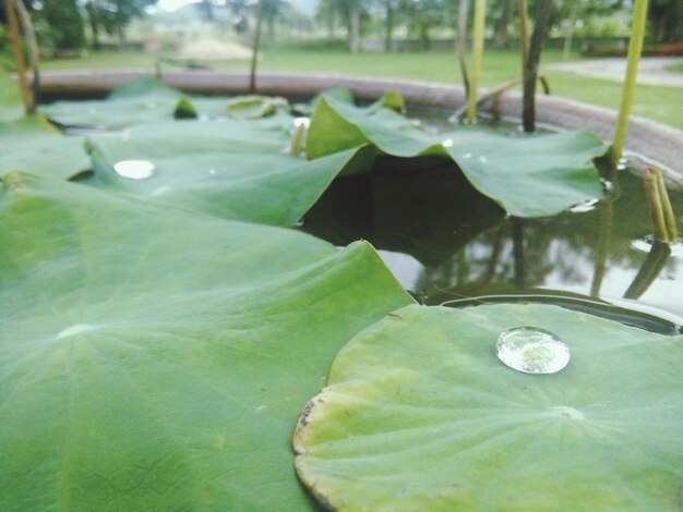 Close-up of lotus water lily