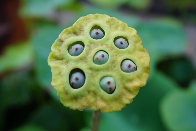 Photo close-up of lotus water lily