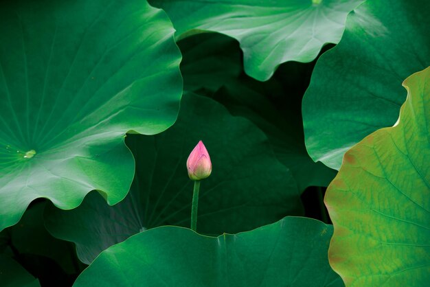 Photo close-up of lotus water lily