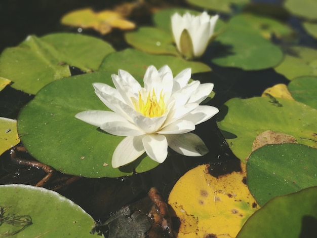 Photo close-up of lotus water lily