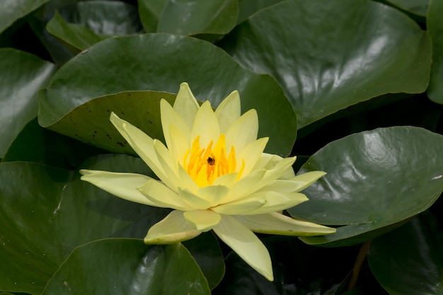 Photo close-up of lotus water lily