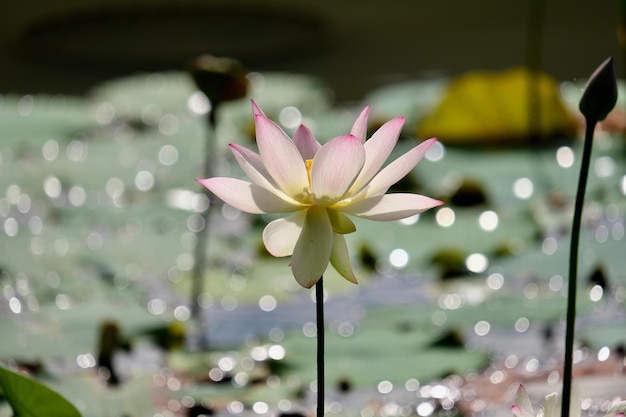 Photo close-up of lotus water lily