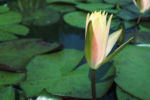 Close-up of lotus water lily