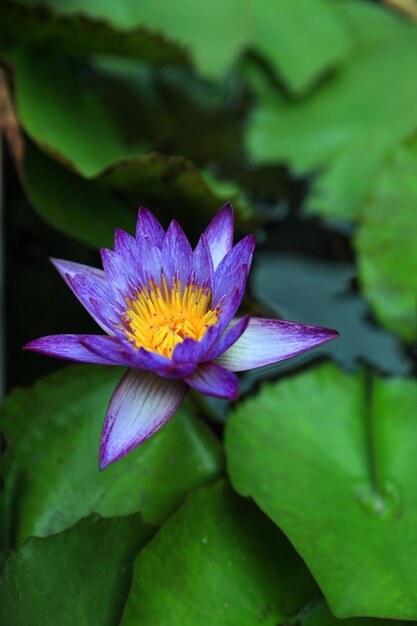 Close-up of lotus water lily