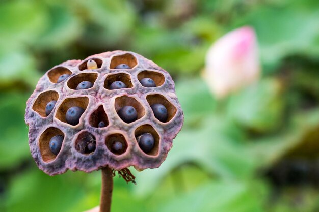 Photo close-up of lotus water on plant