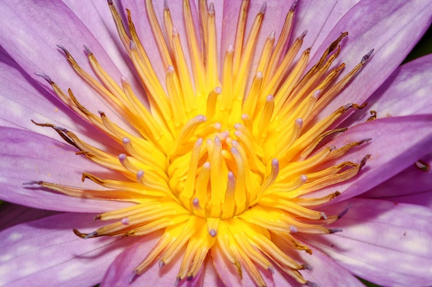 Close-up lotusbloem geel en paars van kleur is zo mooi