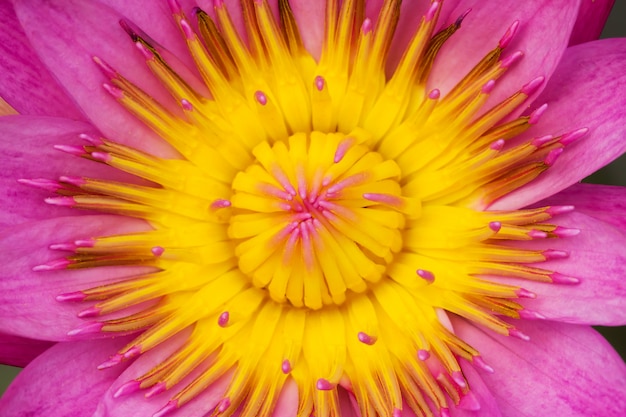 Foto close-up lotusbloem