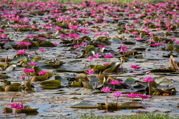 Foto close-up di lotti che crescono nel lago