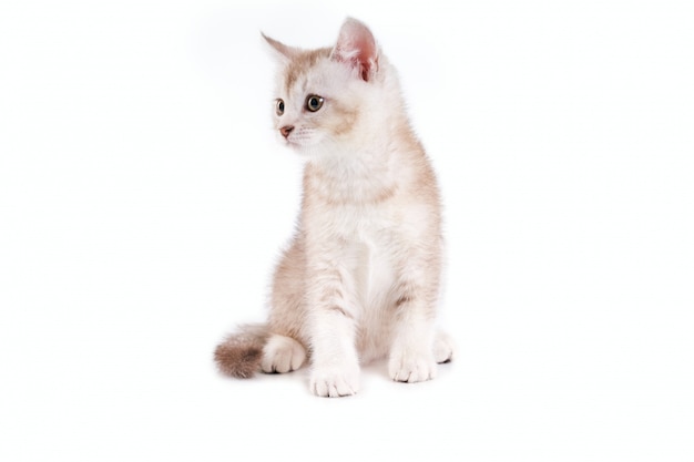 Close up of lovable brown and white kitten.