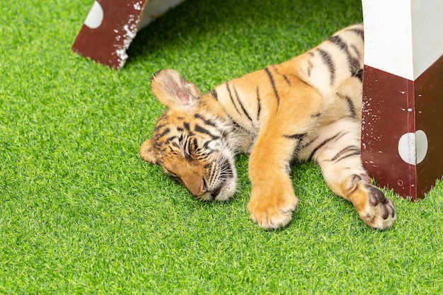 サファリワールドバンコクタイの緑の芝生の上の小さな小屋で眠っている素敵なロイヤルベンガルトラの子のクローズアップ