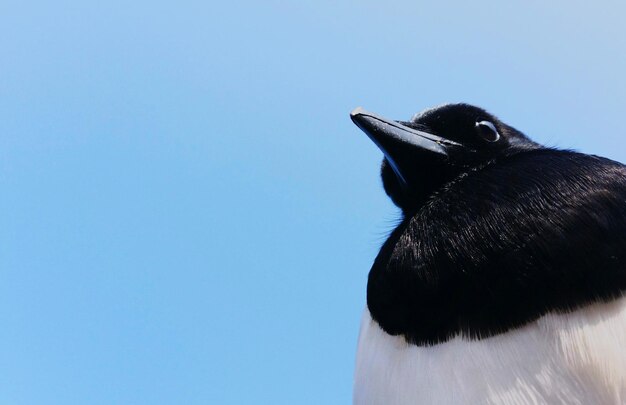 Close-up low angle view of bird against clear blue sky