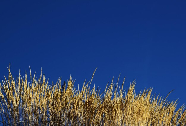 Close-up low angle view of blue sky