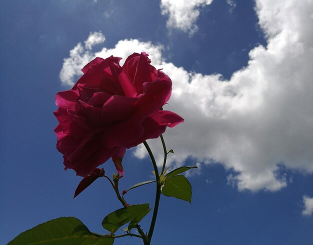 Close-up low angle view of rose