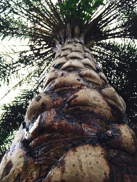 Photo close-up low angle view of tree