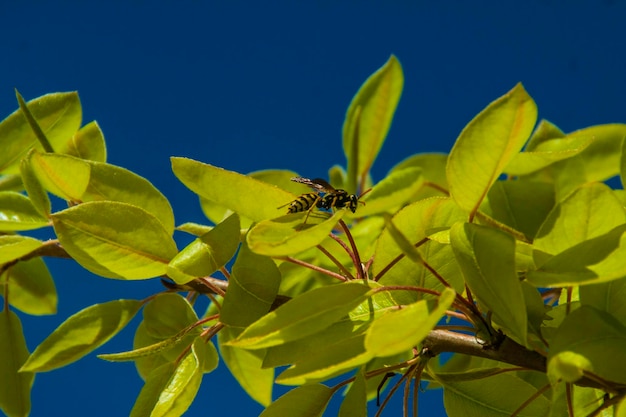 Close-up low angle view of yellow flowers