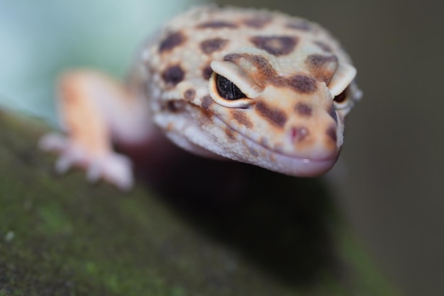 Foto close-up luipaardgekko