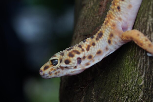 Foto close-up luipaardgekko