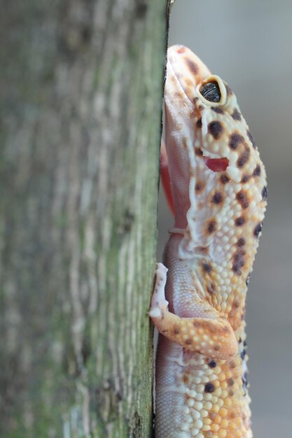 Close-up Luipaardgekko