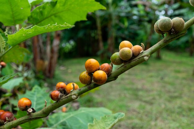 Photo close-up of lulo fruits on tree