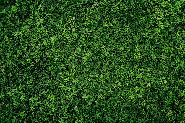 Close Up of a Lush Green Plant With Abundant Leaves