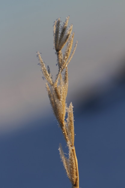 Close-up of Lyme Grass with frost