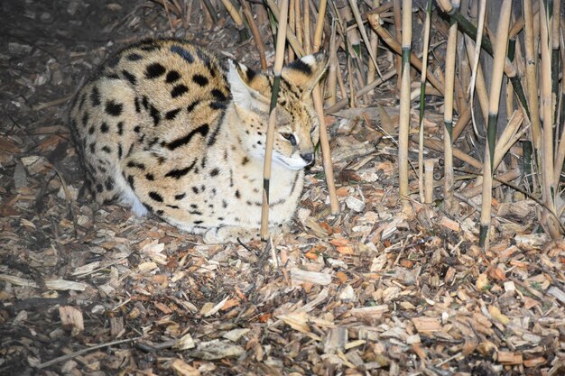 Photo close-up of lynx