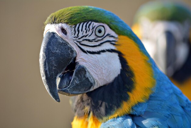 Close-up of a macaw parrot