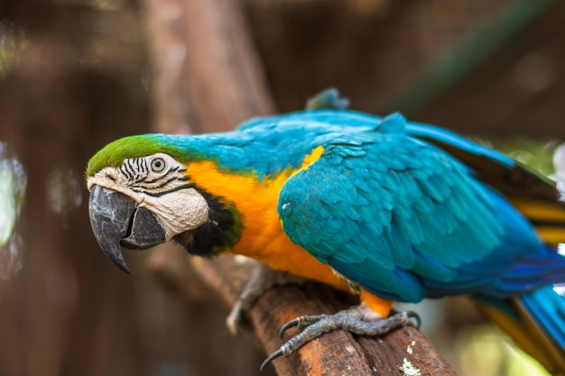 close-up of macaw perching on wood