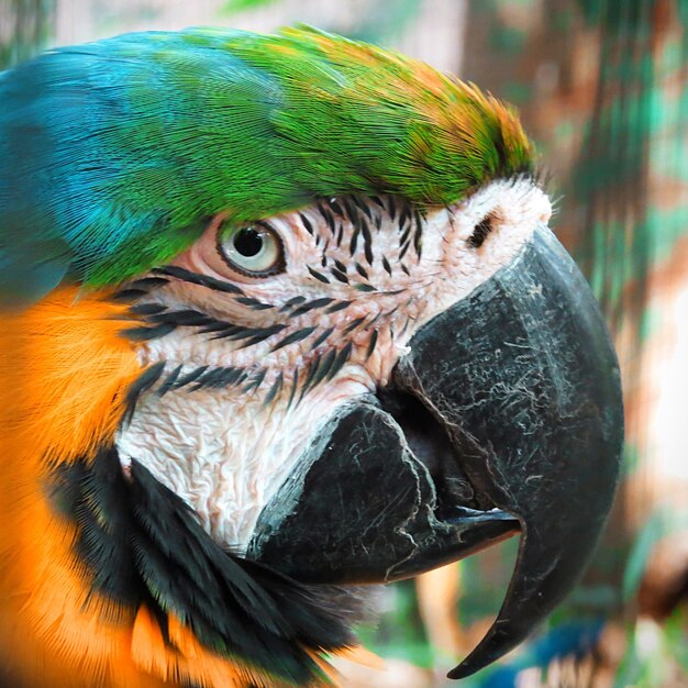 Photo close-up of a macaw