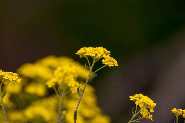 Close up macro beautiful light yellow flower.