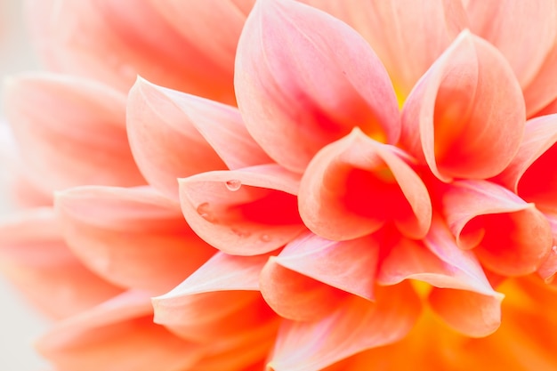 Close-up macro bloem