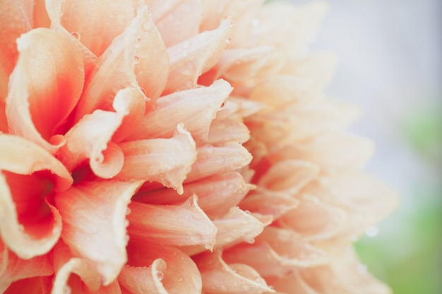 Close-up macro bloem