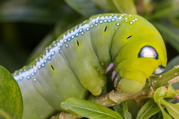 Chiuda sulla macro caterpillar / il verme verde sta mangiando la foglia dell'albero