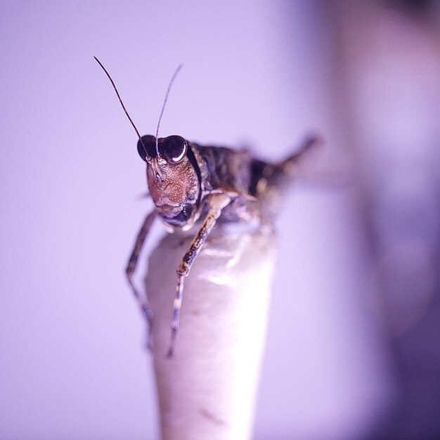 Close up macro of grasshopper