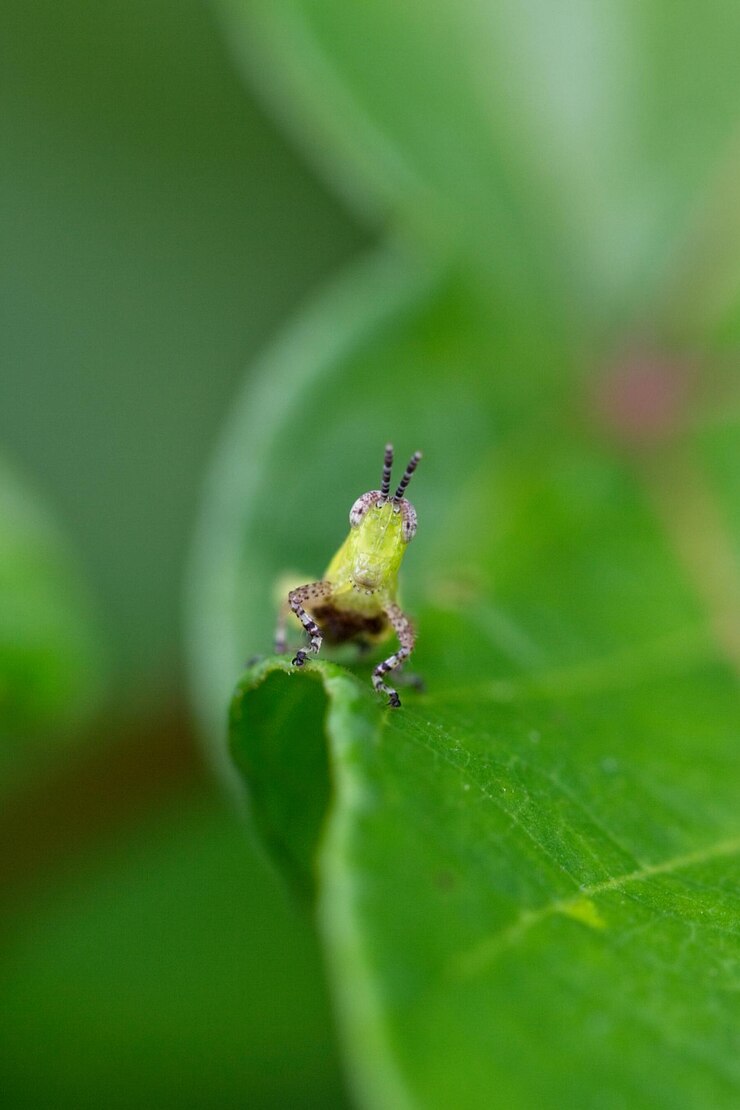 Photo close-up macro of green grasshopper with comical face in amazon jungle bolivia